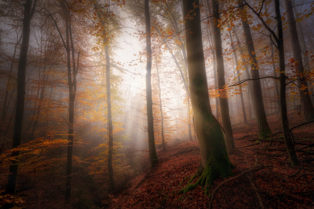 Autumn morning von Patrick Aurednik