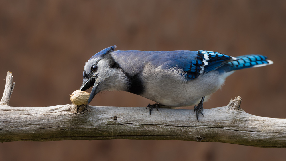 Blue jay peanut tree von Patrick Dessureault