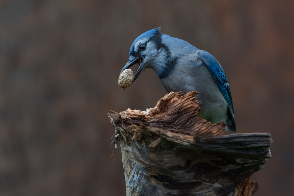 Blue jay provision for autumn von Patrick Dessureault