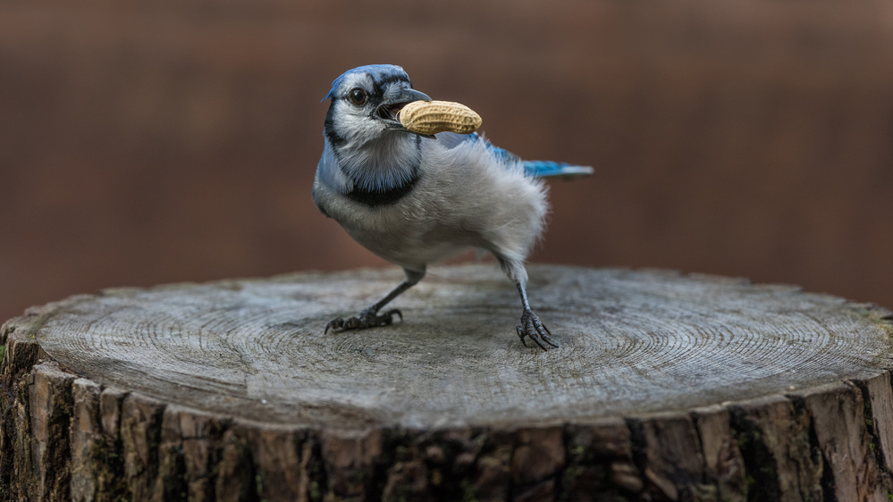 Blue jay bird von Patrick Dessureault