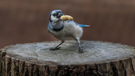 Blue jay bird