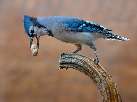 Blue jay bird