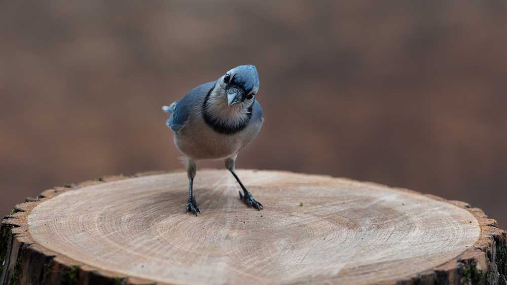 Blue Jay: Meine Grüße von Patrick Dessureault