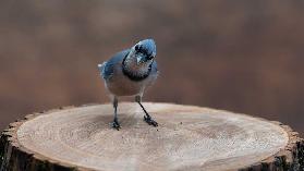 Blue Jay: Meine Grüße