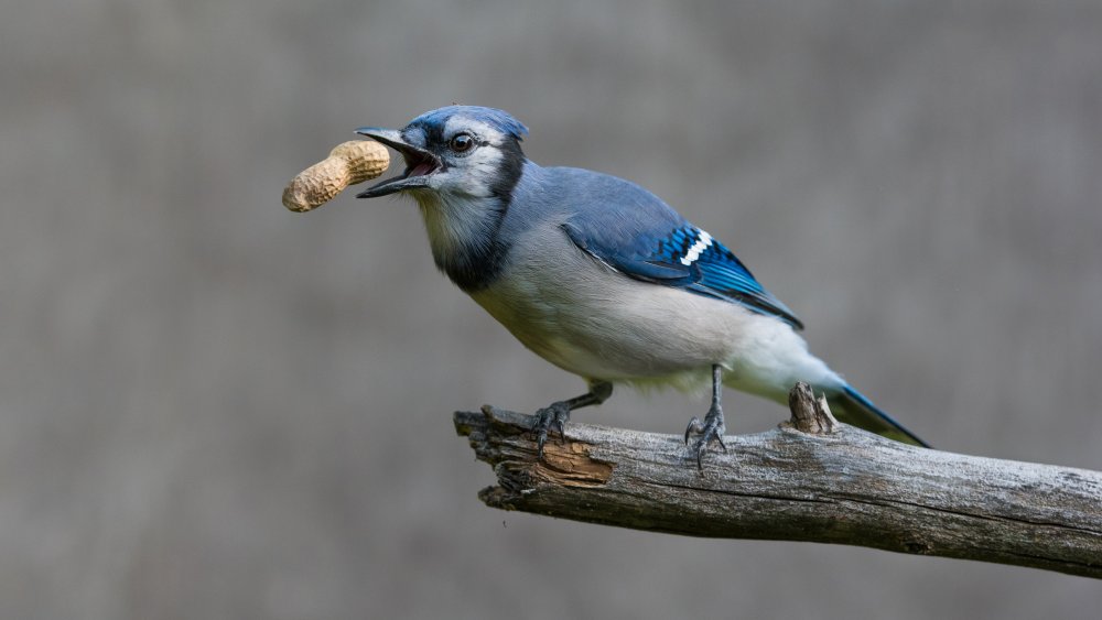 Blue jays treat von Patrick Dessureault