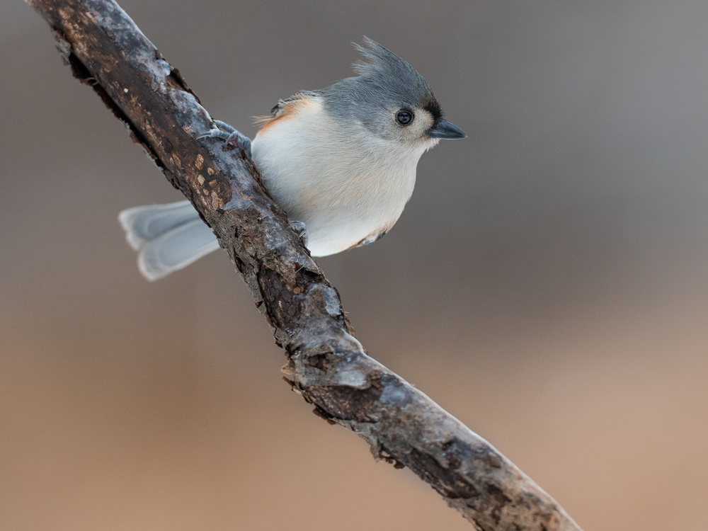 Tufted titmouse bird just coming  back from the beauty salon! von Patrick Dessureault