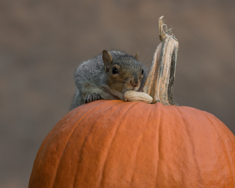 Squirrel Skippy 2e mouvement en citrouille mineure von Patrick Dessureault