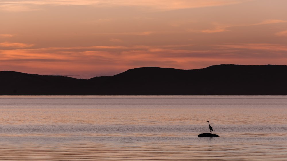 A peaceful wait von Patrick Dessureault