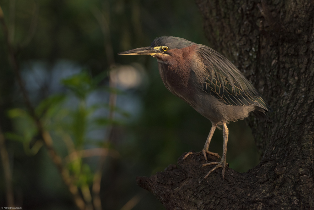 Green heron bird von Patrick Dessureault