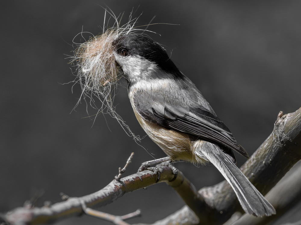 Chickadee mustachio von Patrick Dessureault