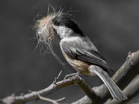 Chickadee mustachio