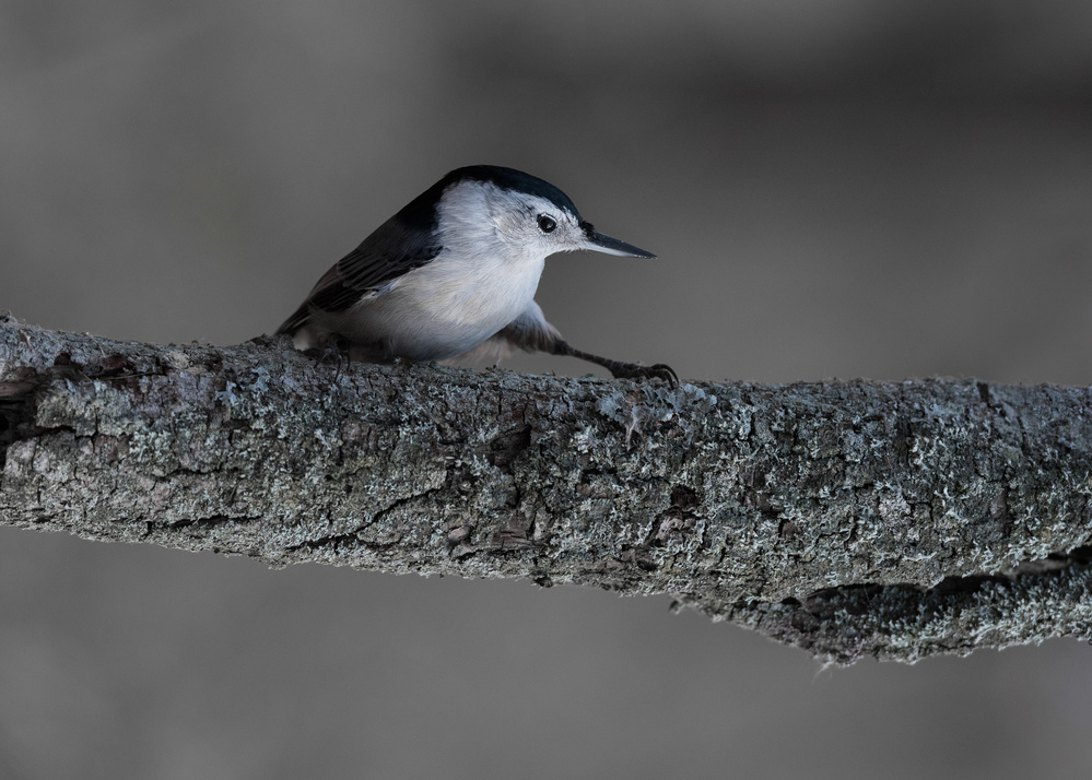 Morning Tai-Chi White-breasted nuthatch von Patrick Dessureault