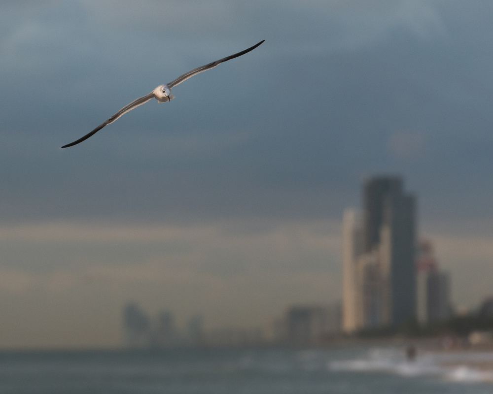 Bird beach towering Florida von Patrick Dessureault