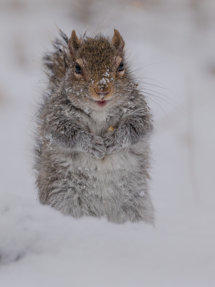 With all my heart : Happy New Year von Patrick Dessureault