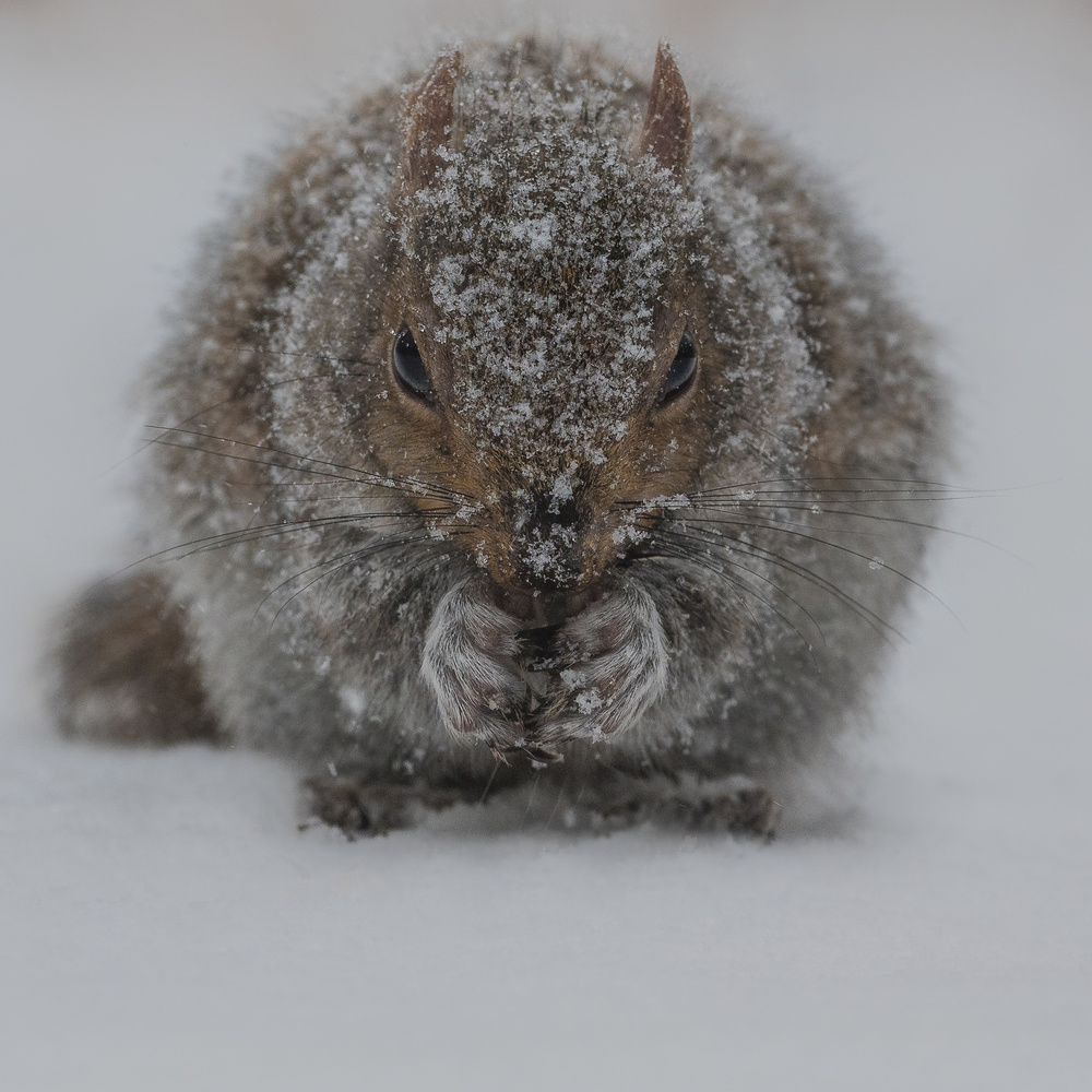 Resilience von Patrick Dessureault