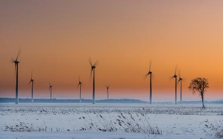 Wind turbines an a lonely tree