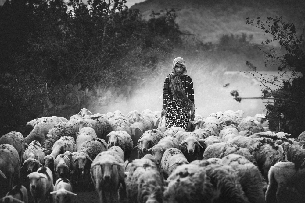 Shepherd von Patrick Foto