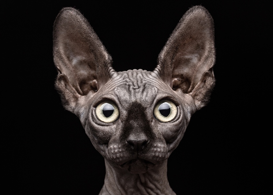 Sphynx Cat von Patrick Matte