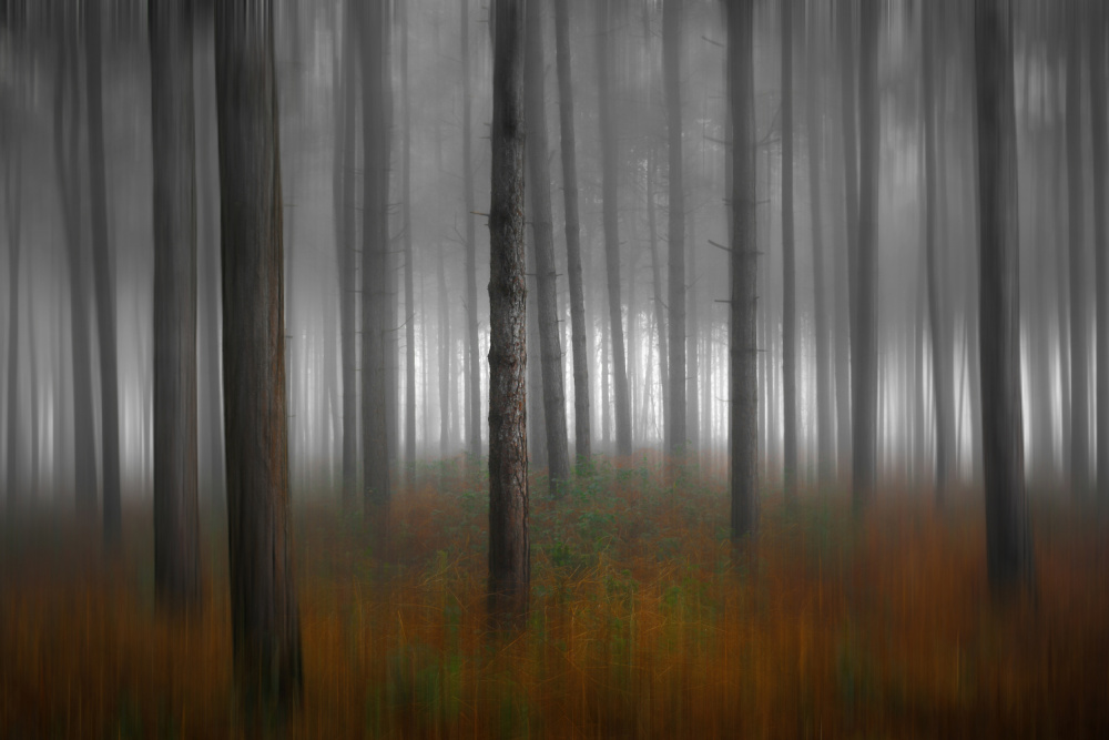 Forest colors... von Patrick Peeters