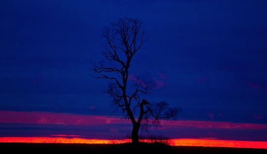 Alter Baum im Abendlicht von Patrick Pleul