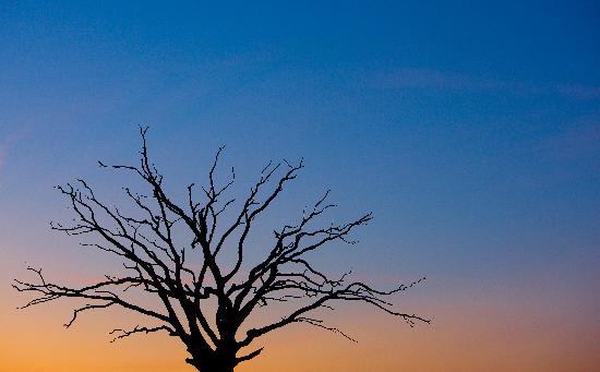 Alter Baum im Abendrot von Patrick Pleul