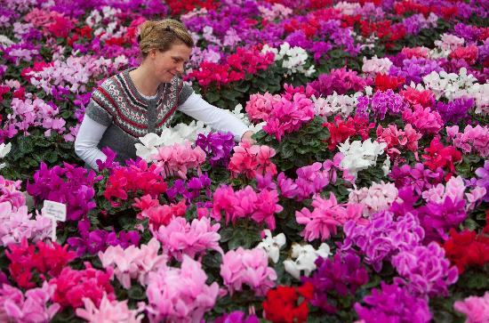 Bunte Blumen für trübe Tage von Patrick Pleul