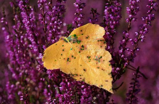 Heidekrautblüte im Naturschutzgebiet von Patrick Pleul