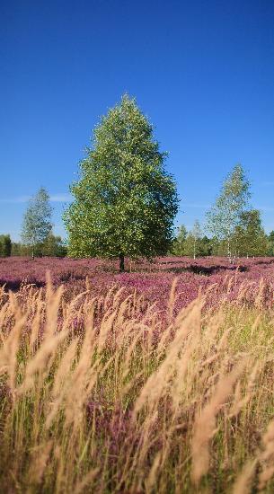 Heidekrautblüte im Naturschutzgebiet von Patrick Pleul