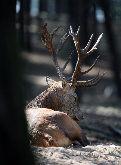 Hirschbrunft im Wildpark Schorfheide von Patrick Pleul