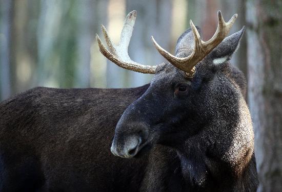 Hirschbrunft im Wildpark Schorfheide von Patrick Pleul