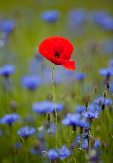 Klatschmohn zwischen Kornblumen von Patrick Pleul