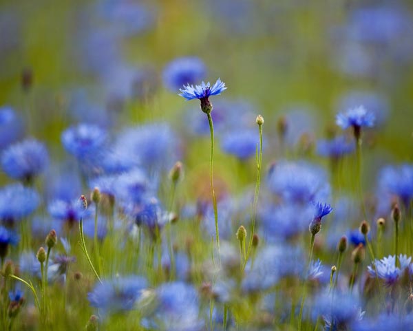 Kornblumen von Patrick Pleul