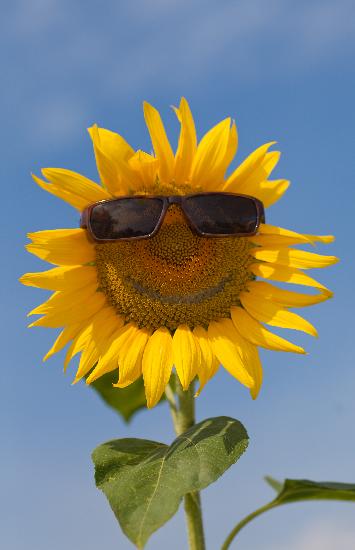 Sonnenblume mit Sonnenbrille von Patrick Pleul