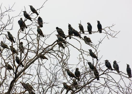 Stare im kahlen Baum von Patrick Pleul