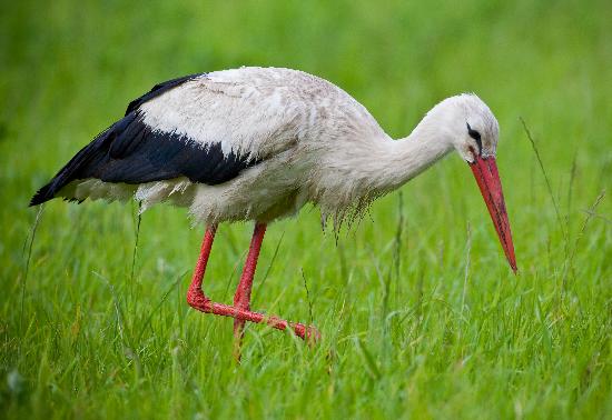 Storch auf Nahrungssuche von Patrick Pleul