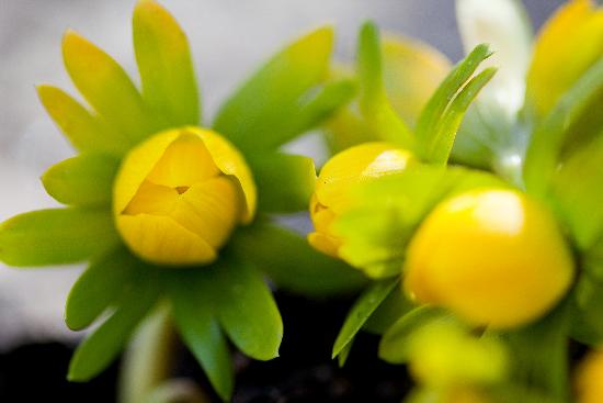 Tauwetter lässt Frühjahrsblüher sprießen von Patrick Pleul