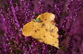 Heidekrautblüte im Naturschutzgebiet