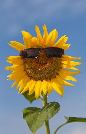 Sonnenblume mit Sonnenbrille