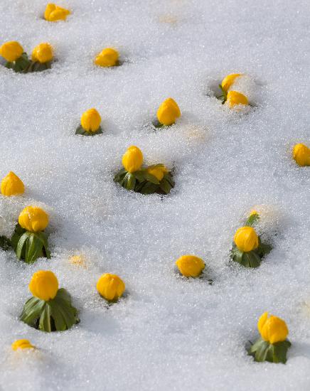 Winterlinge im Schnee von Patrick Pleul