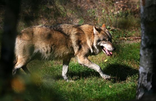 Wolf im Wildpark Schorfheide von Patrick Pleul