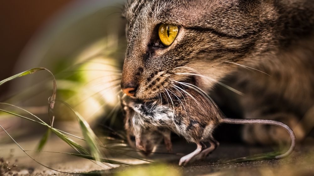 Tom with Jerry.  Cest la vie. von PatrickJansen