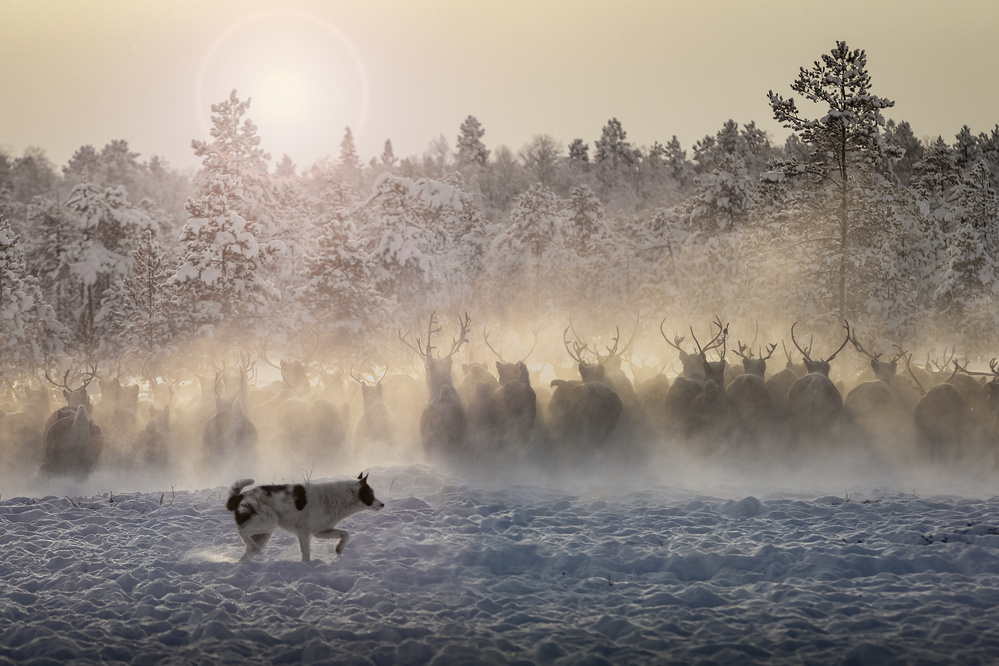 Reindeers - North of Russia von Patrik Minar