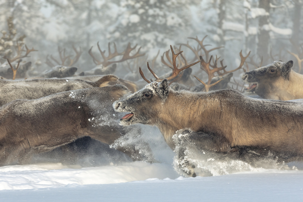 Reindeers III von Patrik Minar