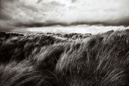 Dunes of grass