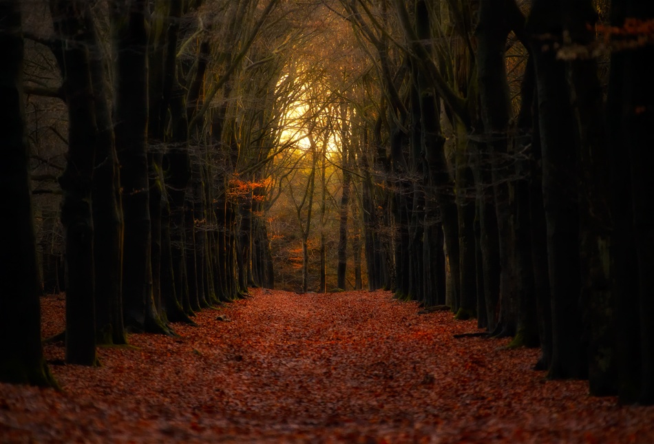 Forest  Lane von Paul Boomsma