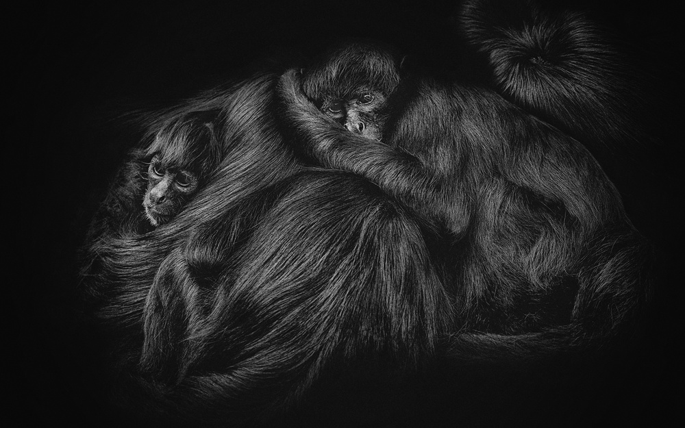 SPIDER MONKEYS von PAUL GOMEZ