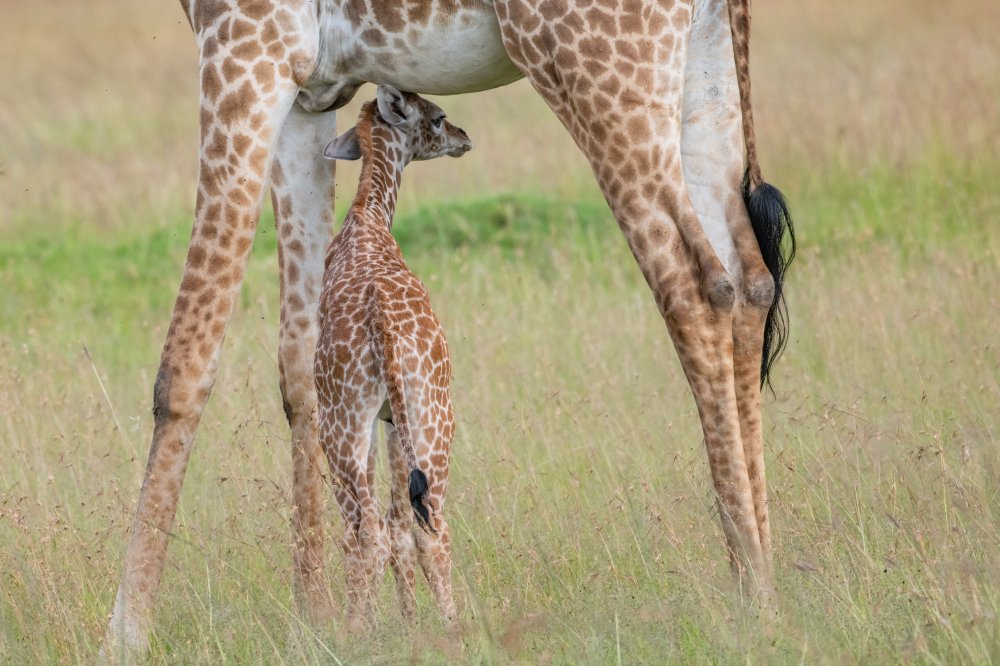 Protected von Paul Hsi