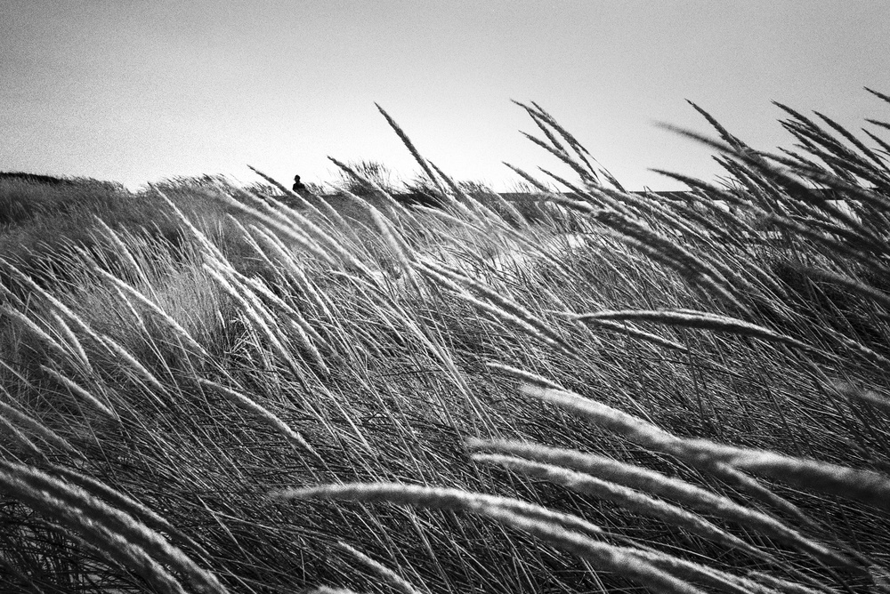 The yellow winds von Paulo Abrantes