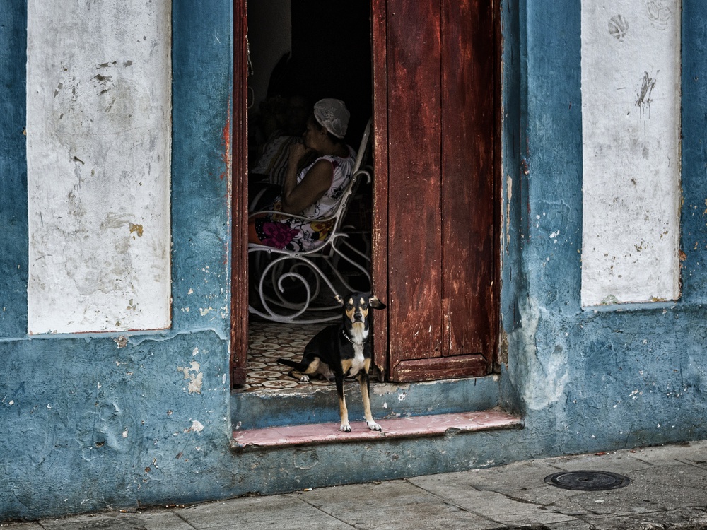 small guard dog von Pavol Stranak