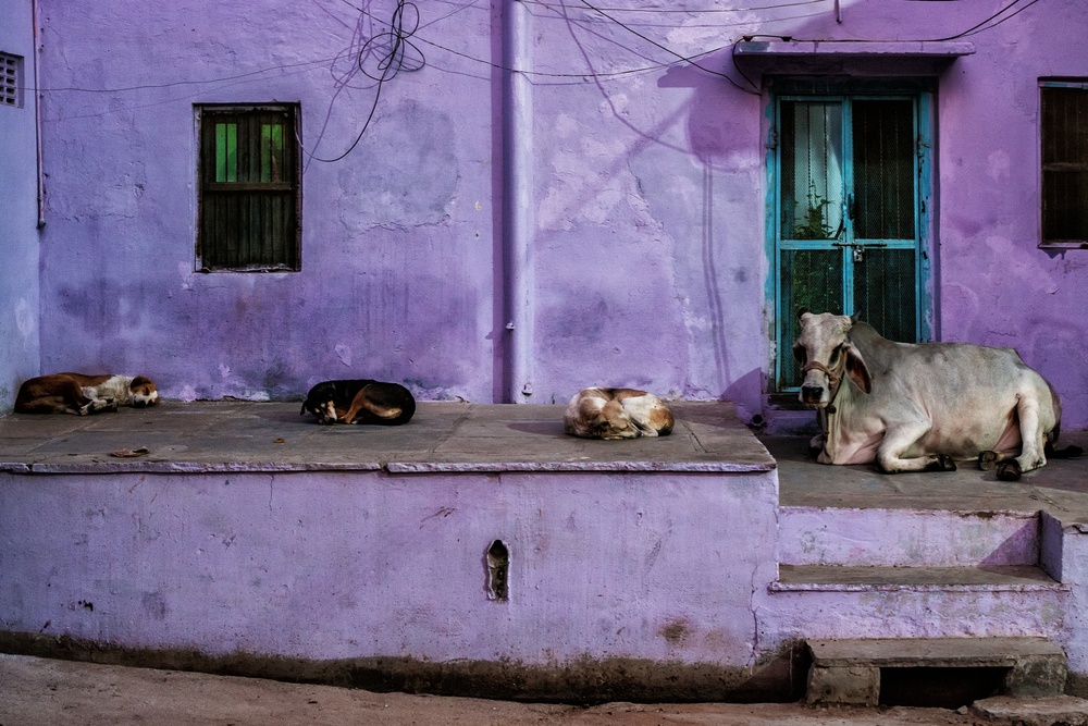 animals in the streets von Pavol Stranak